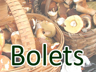 Bolets