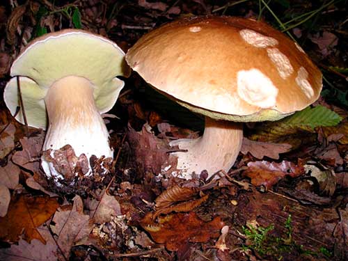 Cep